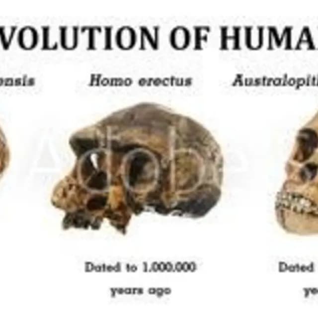 Dragon Man: Πιθανό νέο είδος αρχαίου ανθρώπου ανακάλυψε η επιστήμη