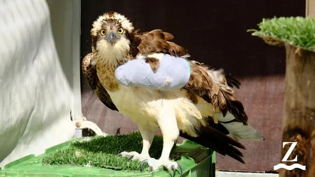 Fischadler-Weibchen verletzt aufgefunden